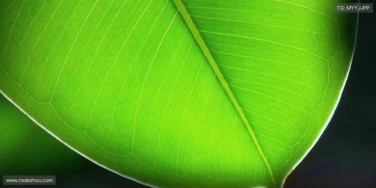 🏆 冠军同款,把荣耀穿在身上!